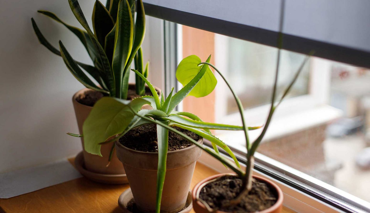 5 Questions You Need To Ask Your Replacement Window Company